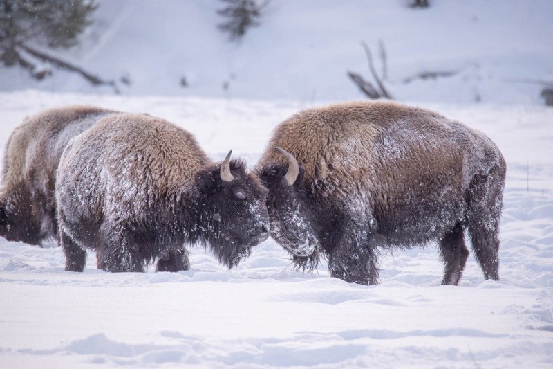 Yellowstone2016-204