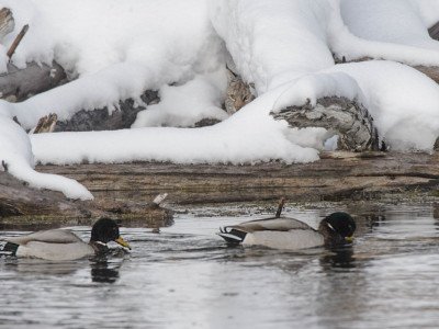 Yellowstone2016-2266