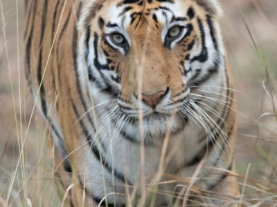 Bandhavgarh-NP-India-123