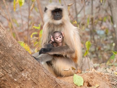 Bandhavgarh-NP-India-2138-Edit