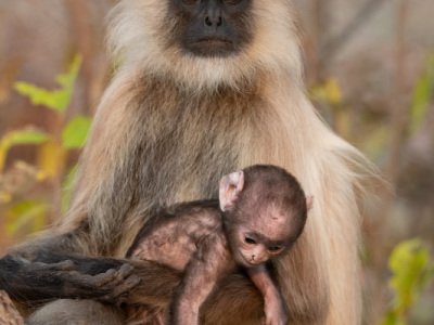 Bandhavgarh-NP-India-2170