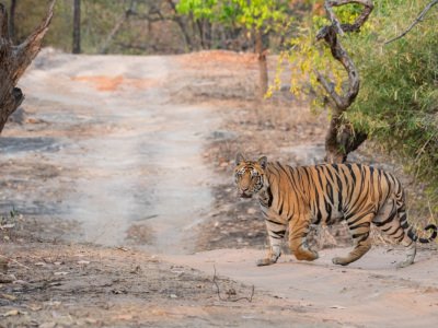 Bandhavgarh-NP-India-2246