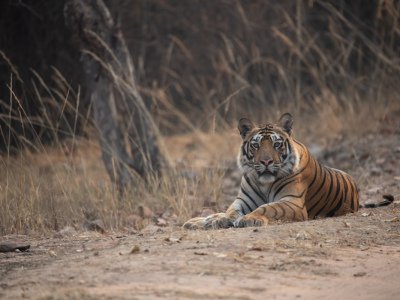 Bandhavgarh-NP-India-2432