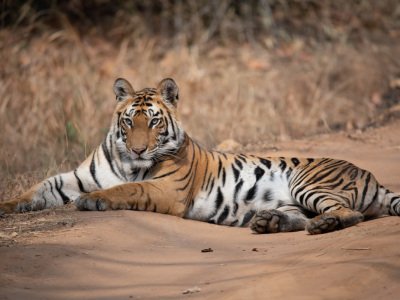 Bandhavgarh-NP-India-374