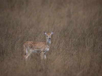 Bandhavgarh-NP-India-406