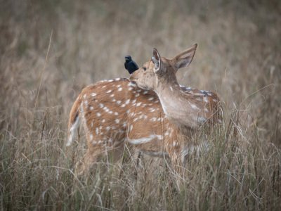 Bandhavgarh-NP-India-420