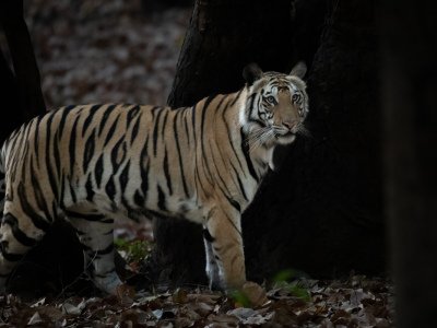 Bandhavgarh-NP-India-510-Edit