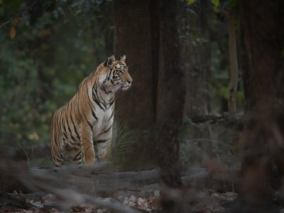 Bandhavgarh-NP-India-562-Edit-Edit-Edit