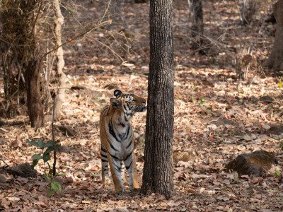 Bandhavgarh-NP-India-621