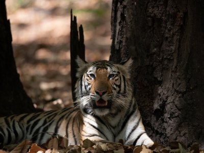 Bandhavgarh-NP-India-769