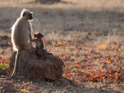 Pench-NP-India-13