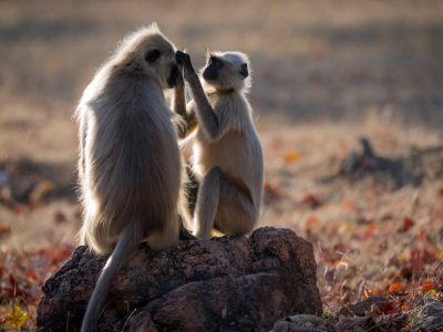 Pench-NP-India-9