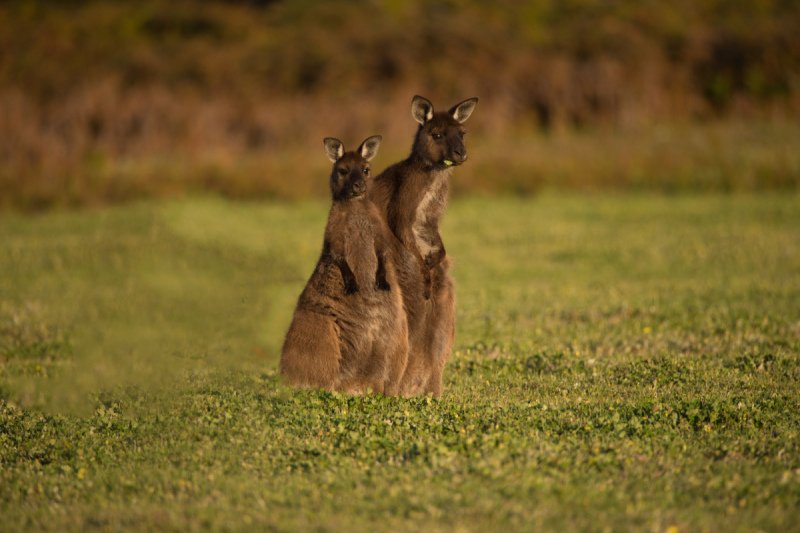 Australia2015-245
