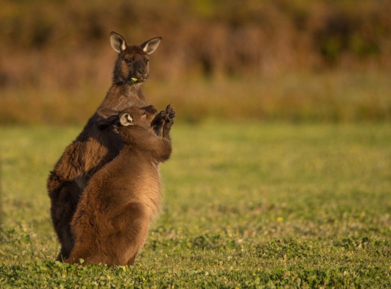 Australia2015-277