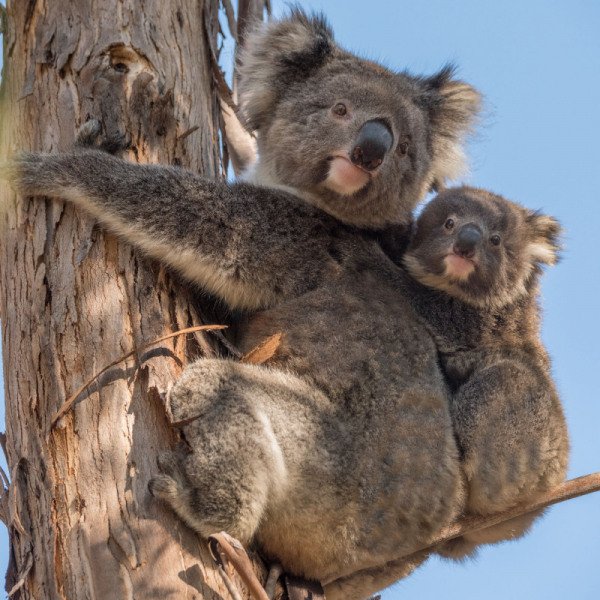 Australia2015-3103