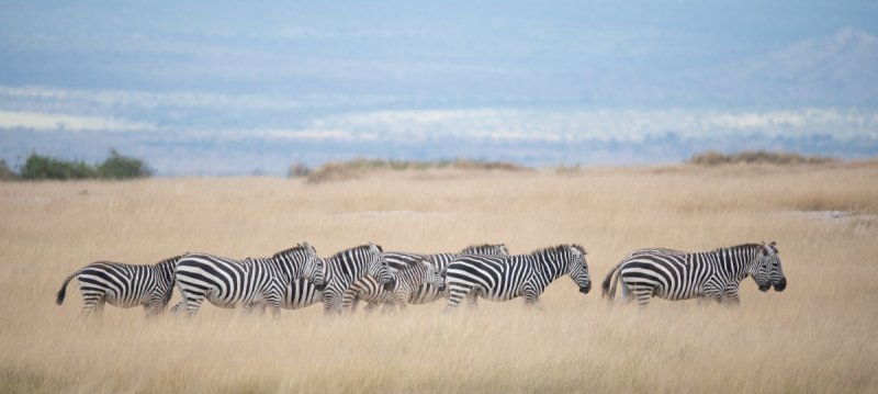 Amboseli-2018-2676