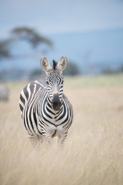Amboseli-2018-8301
