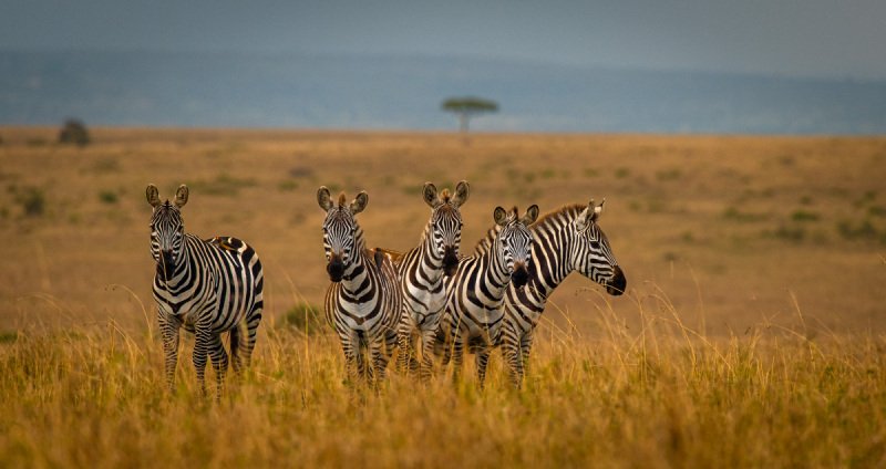 Kenya-2016-4169