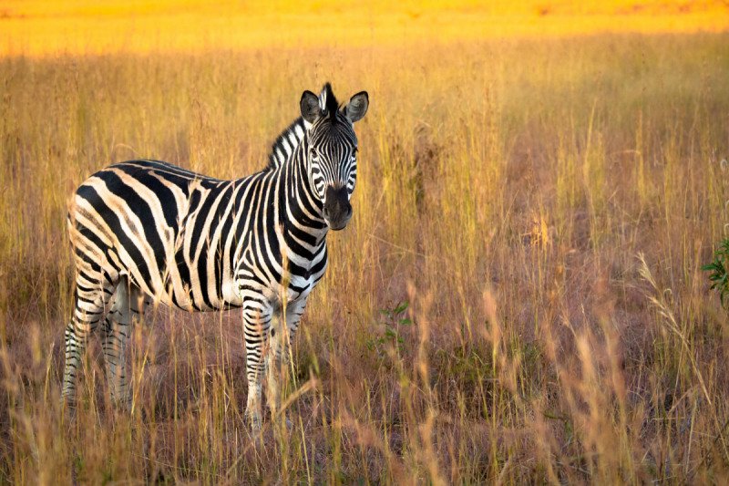 SOUTH-AFRICA-2014-4703